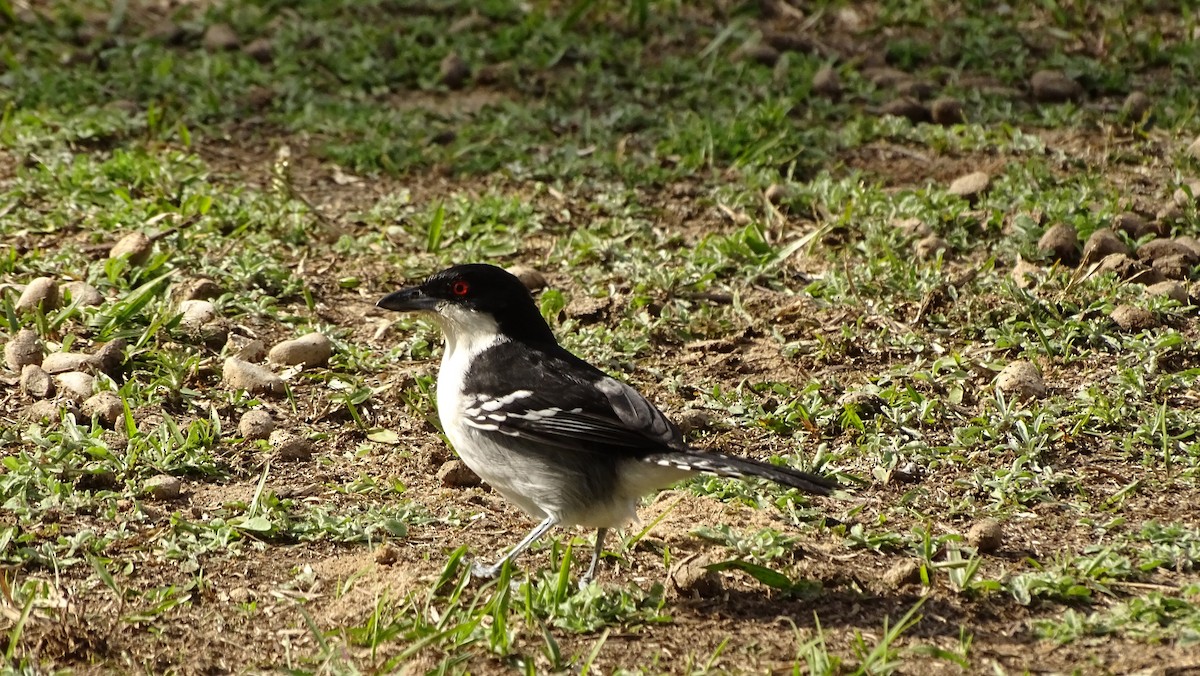 Great Antshrike - ML637989788