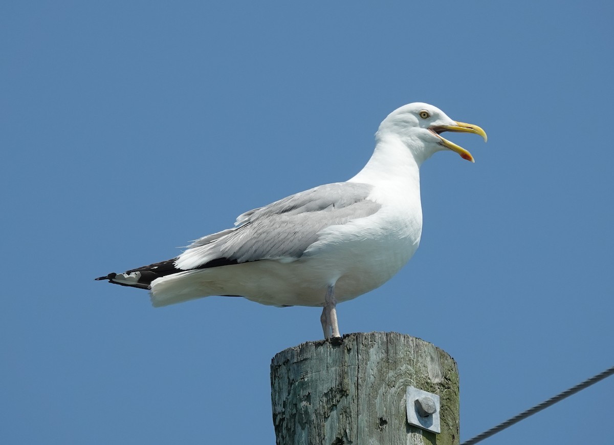 American Herring Gull - ML637989803
