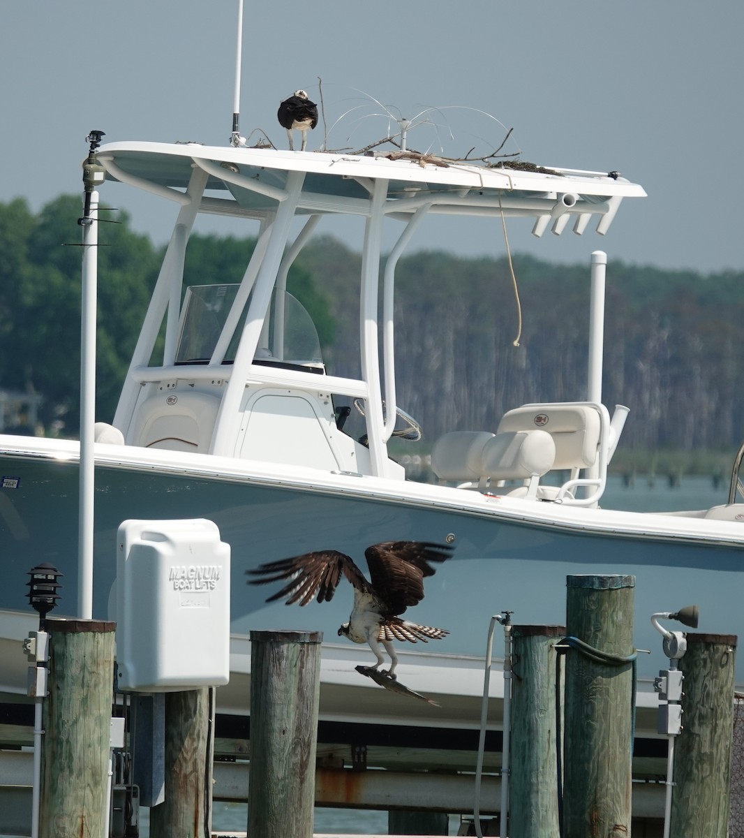 魚鷹 - ML637989816