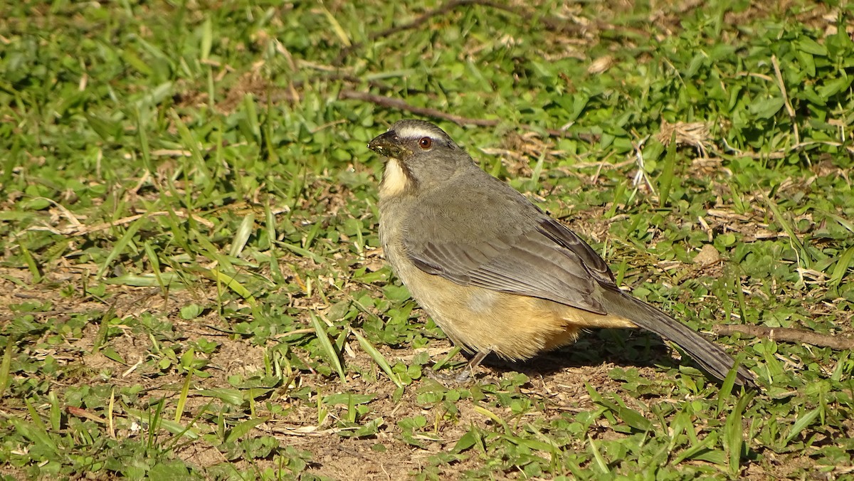 Bluish-gray Saltator - ML637989817