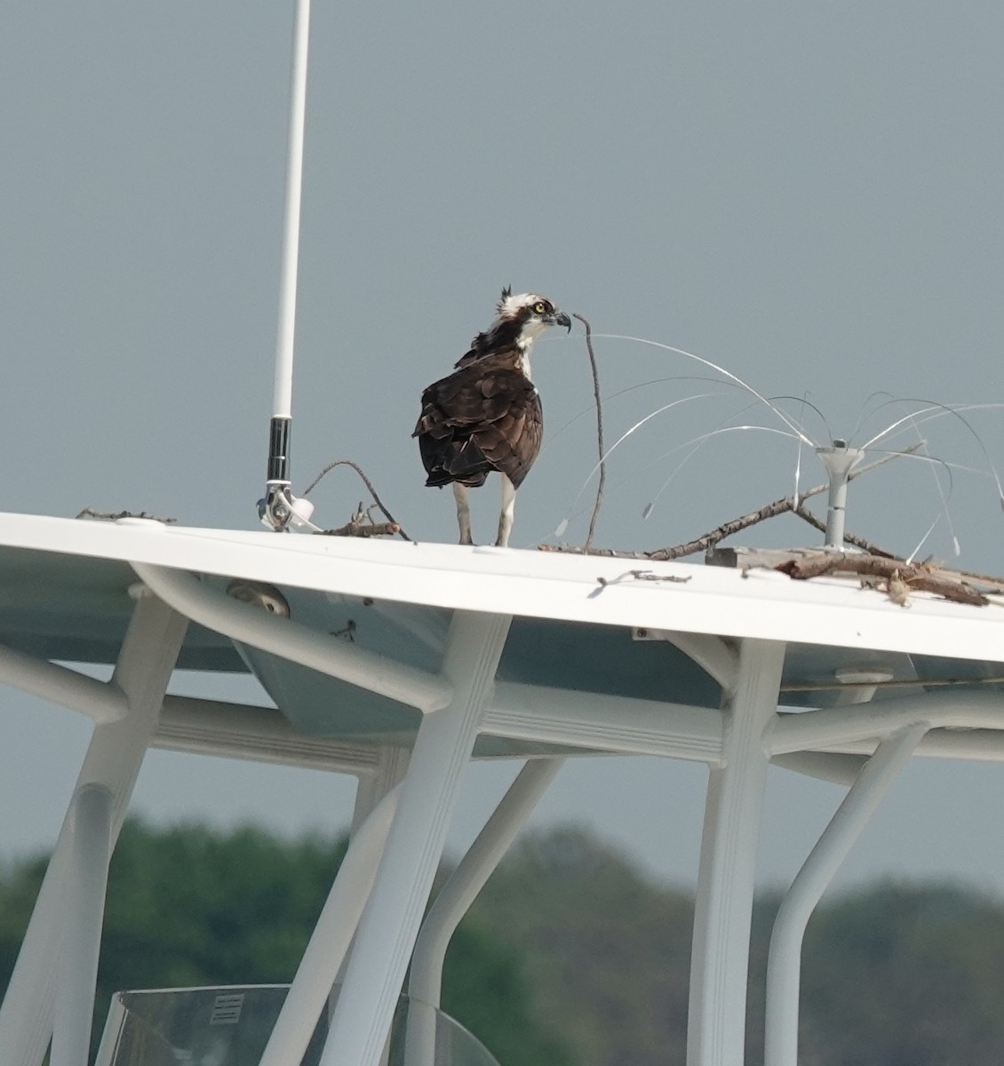 魚鷹 - ML637989820