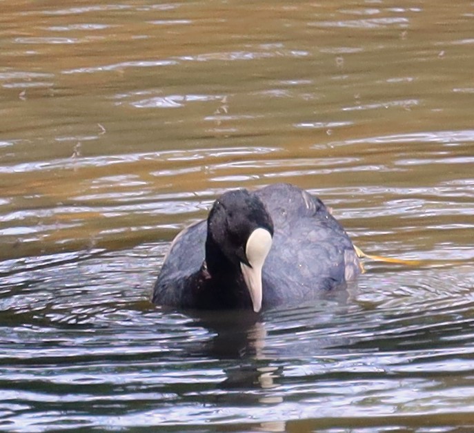 Eurasian Coot - ML637989823