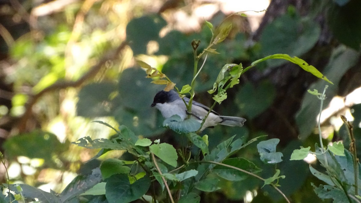 Black-capped Warbling Finch - ML637989827
