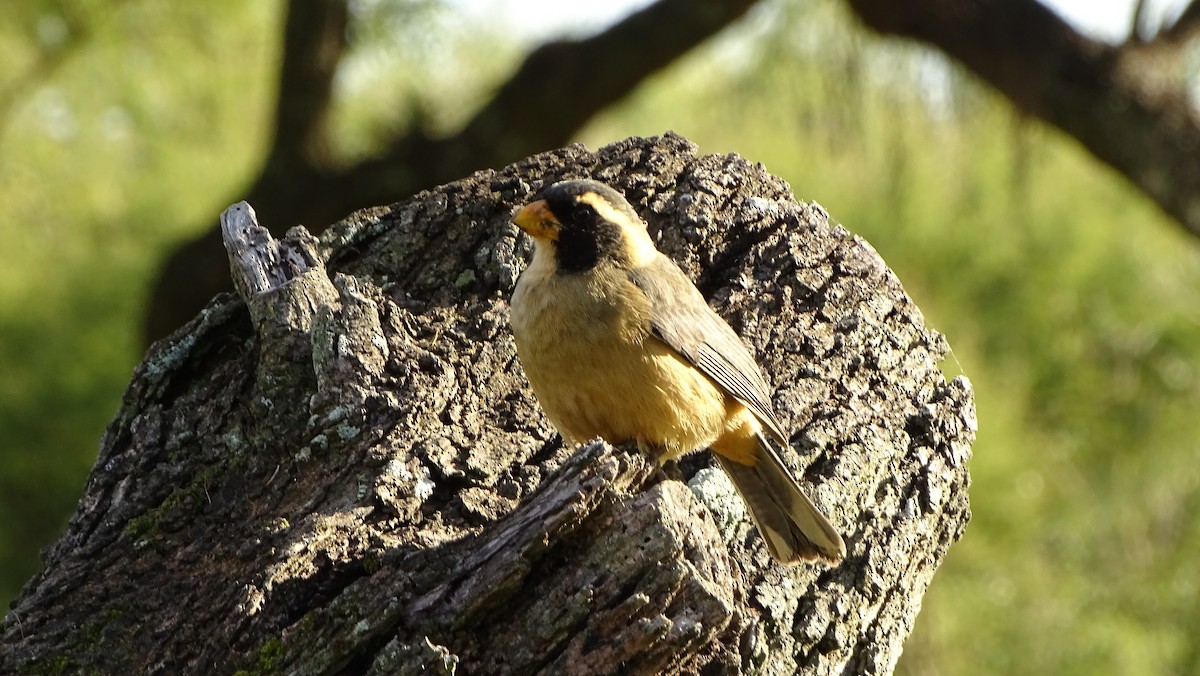 Golden-billed Saltator - ML637989860
