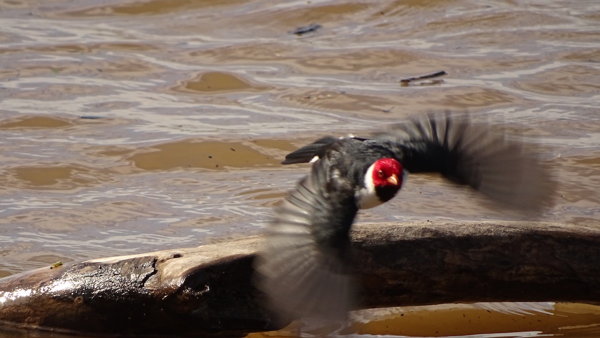 Yellow-billed Cardinal - ML637989873