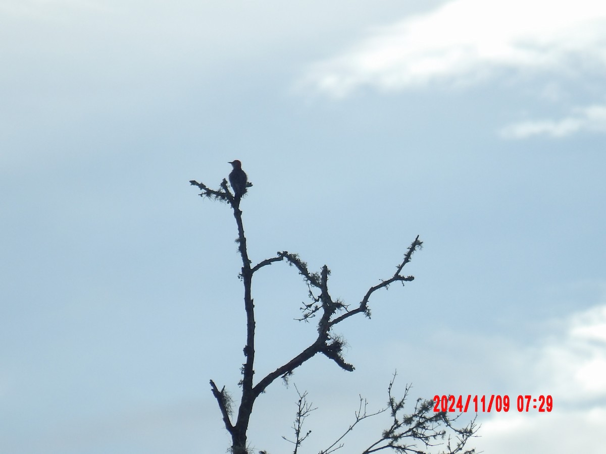 Red-bellied Woodpecker - ML637989890
