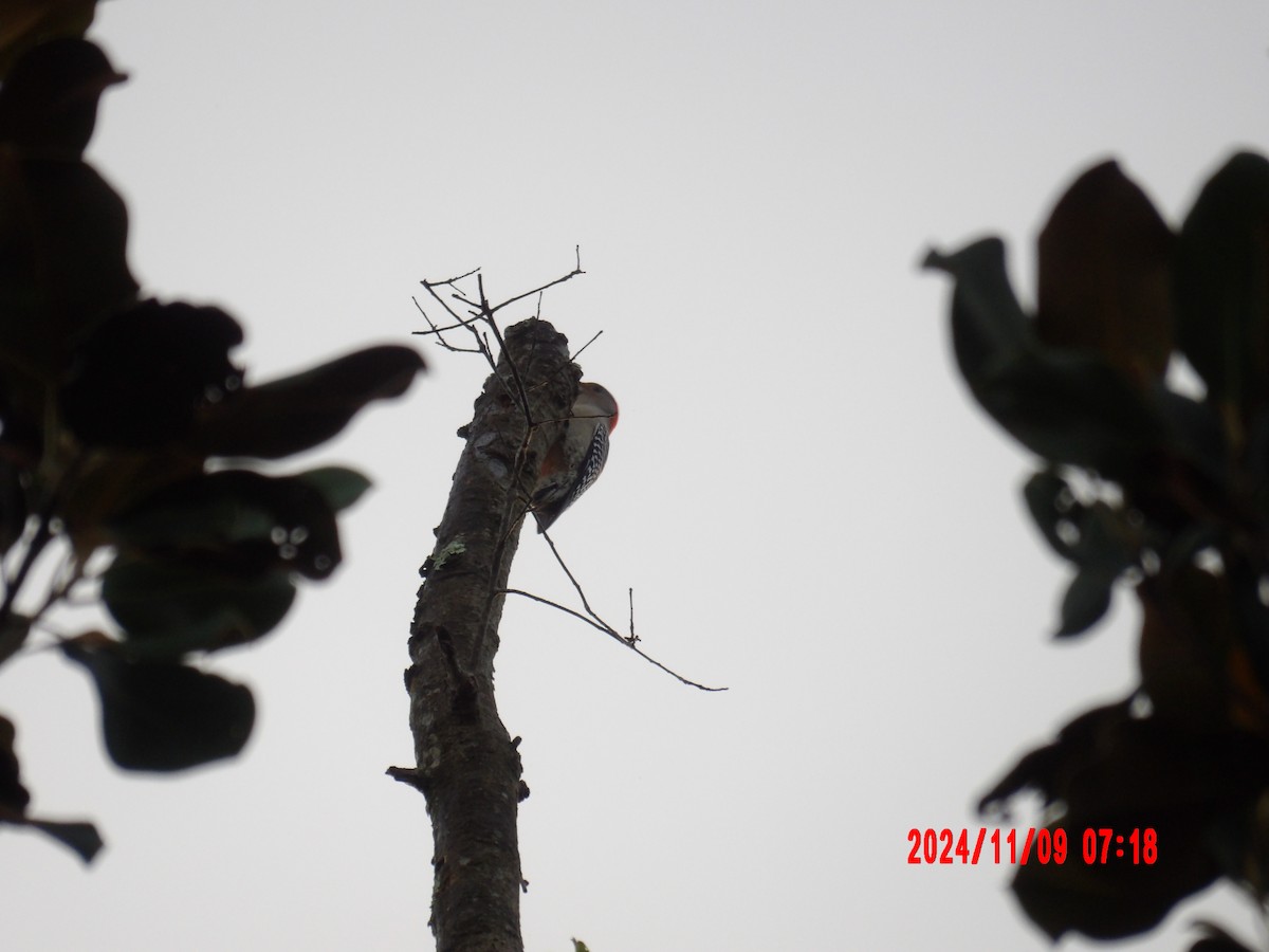 Red-bellied Woodpecker - ML637989891