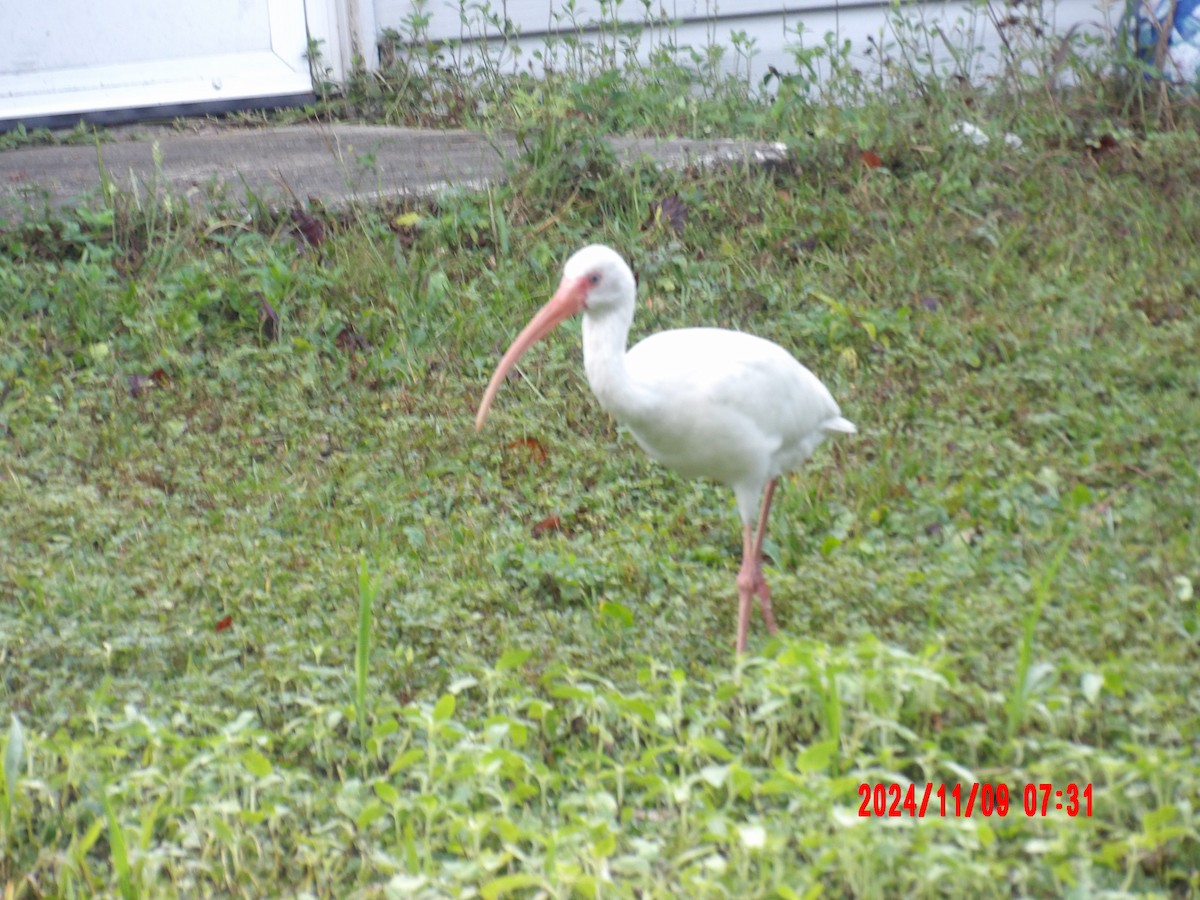 White Ibis - ML637989897