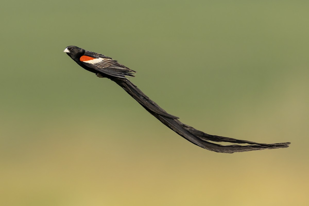 コクホウジャク - ML637989900