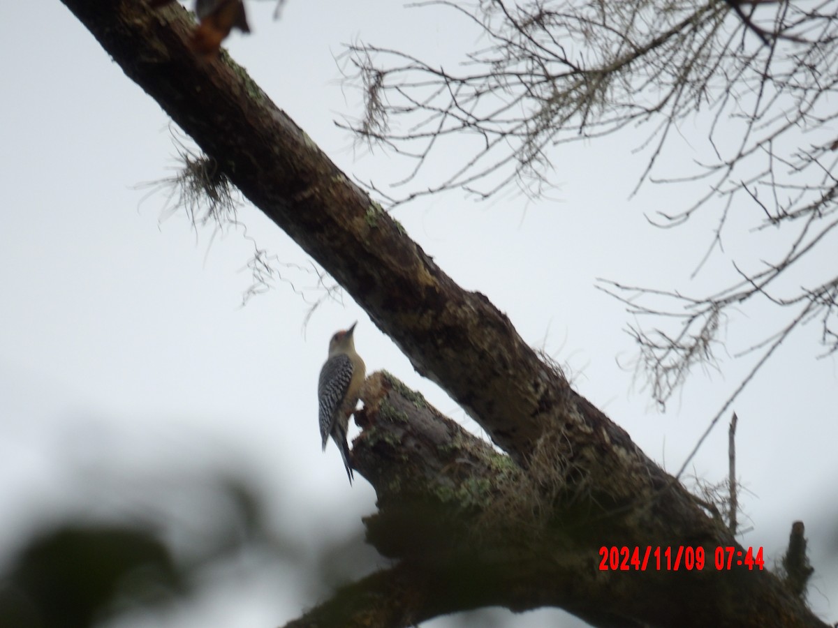 Red-bellied Woodpecker - ML637989915