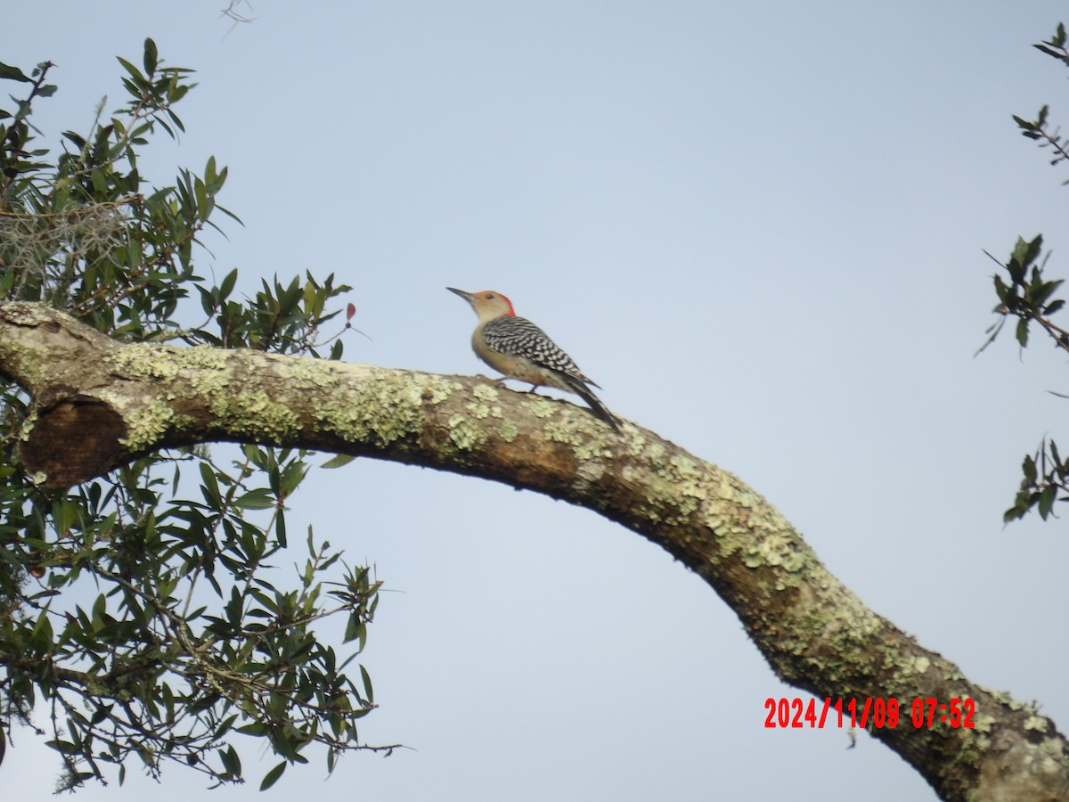 Red-bellied Woodpecker - ML637989916