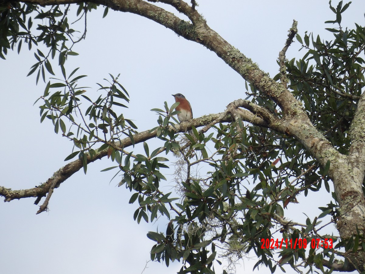 Eastern Bluebird - ML637989935