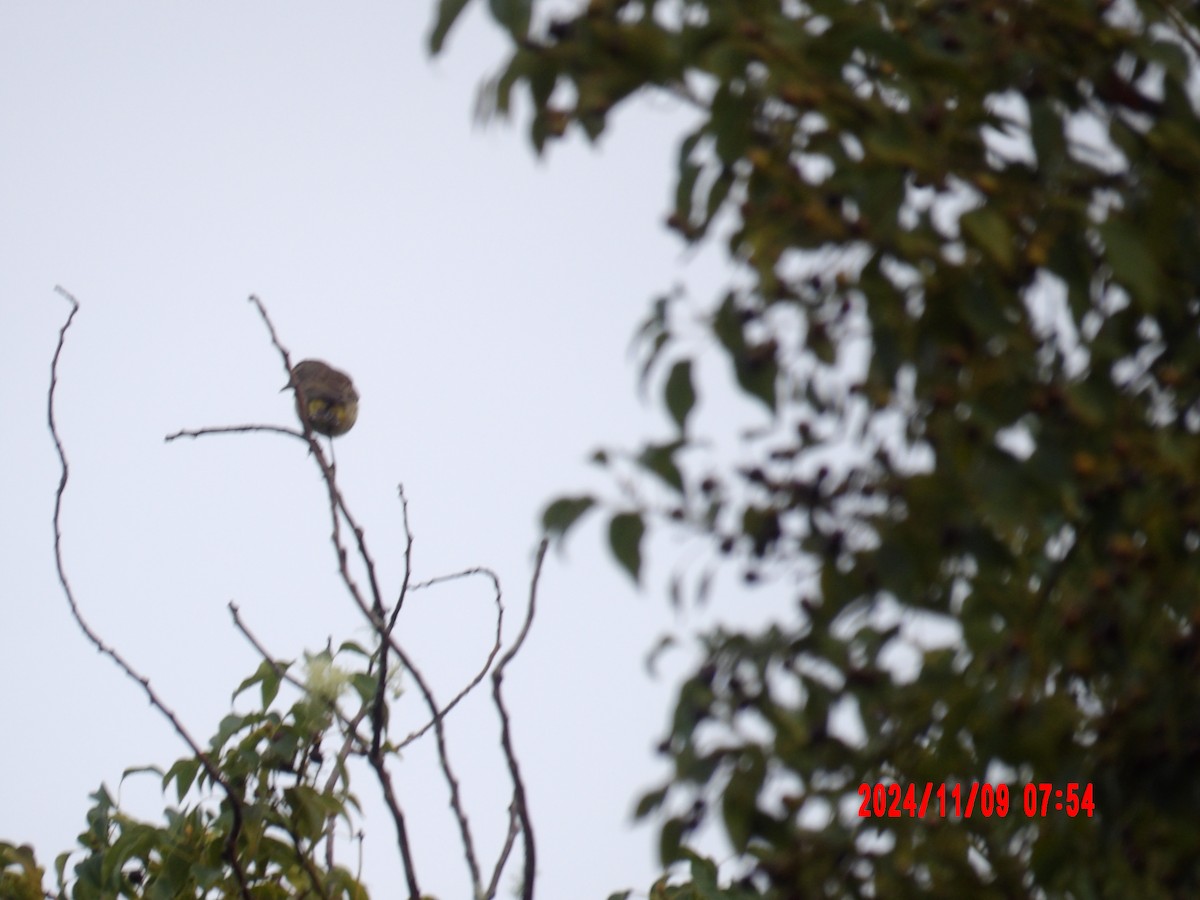 Palm Warbler - ML637989954