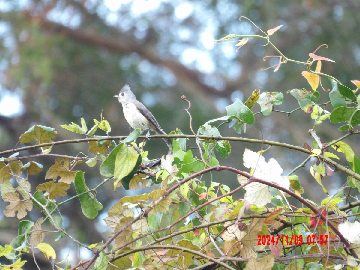 Tufted Titmouse - ML637989963