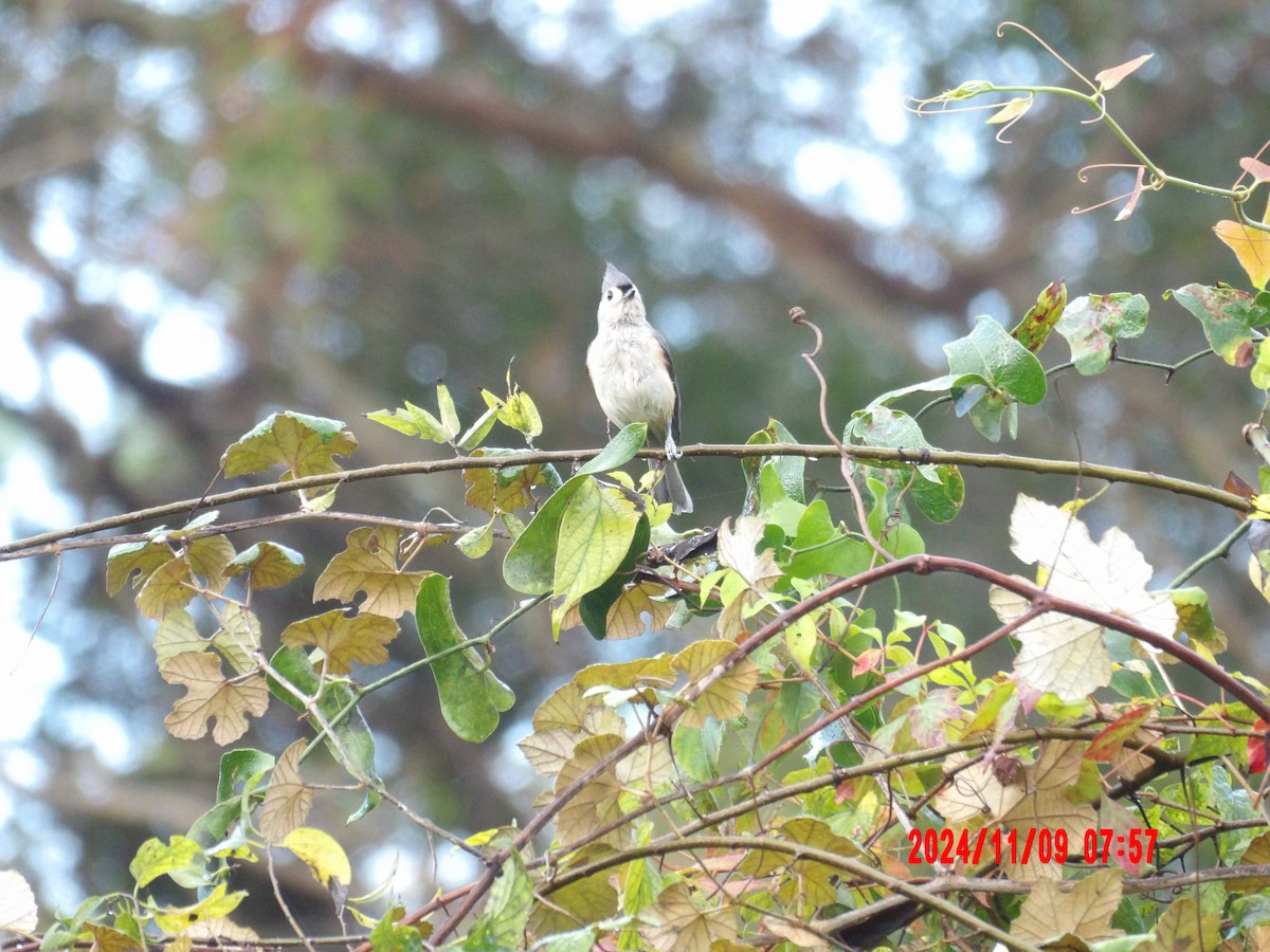 Tufted Titmouse - ML637989964