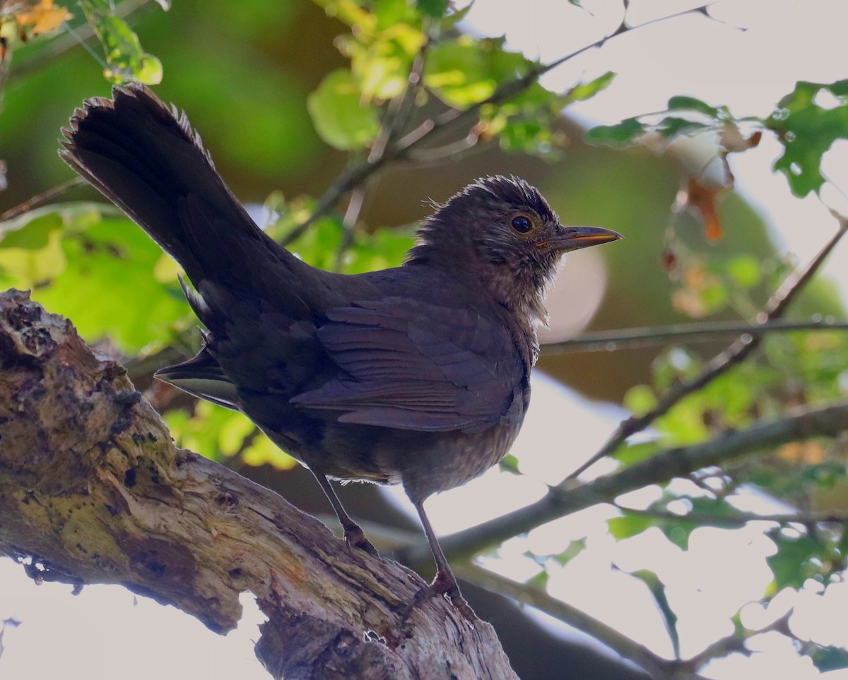 Eurasian Blackbird - ML637989980