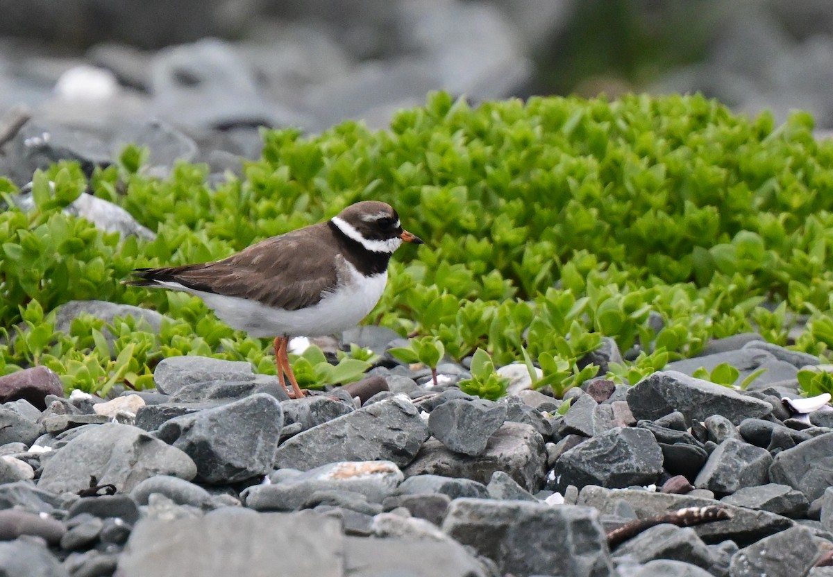 Common Ringed Plover - ML637989984