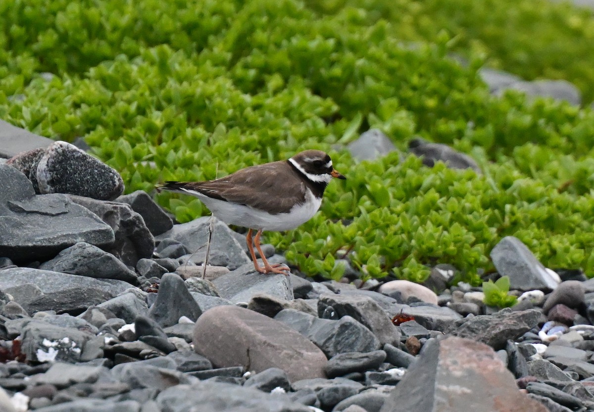 Common Ringed Plover - ML637989985