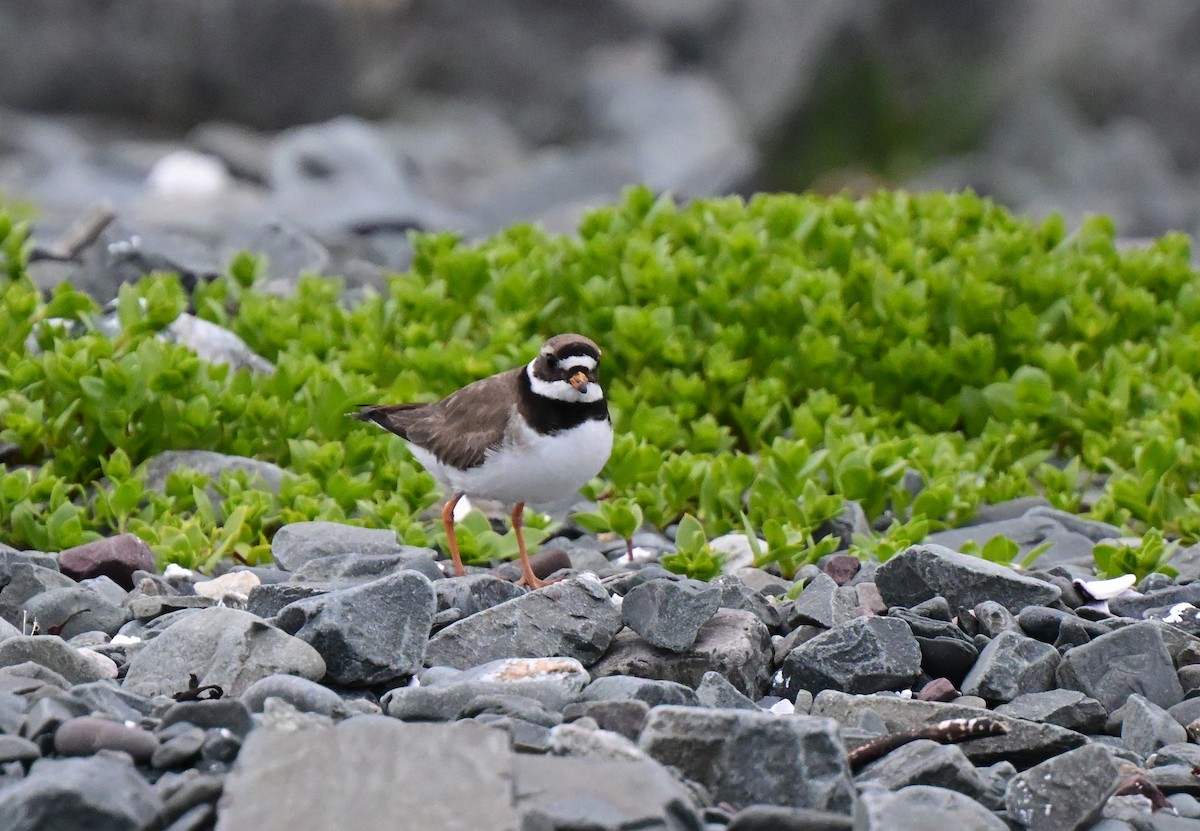 Common Ringed Plover - ML637989986