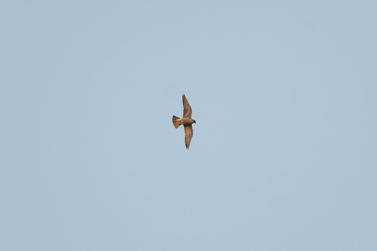 Peregrine Falcon - ML637989988