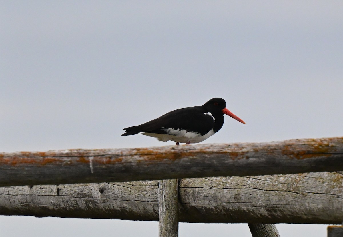 Eurasian Oystercatcher - ML637989997