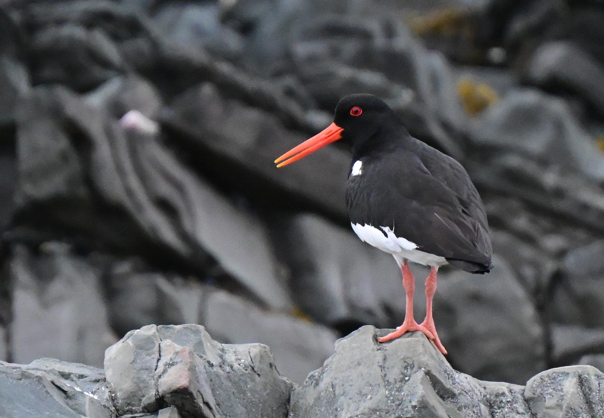 Eurasian Oystercatcher - ML637989998