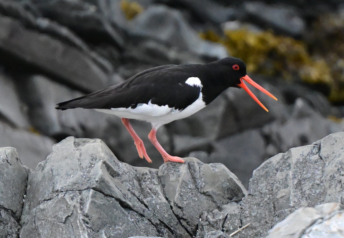 Eurasian Oystercatcher - ML637989999