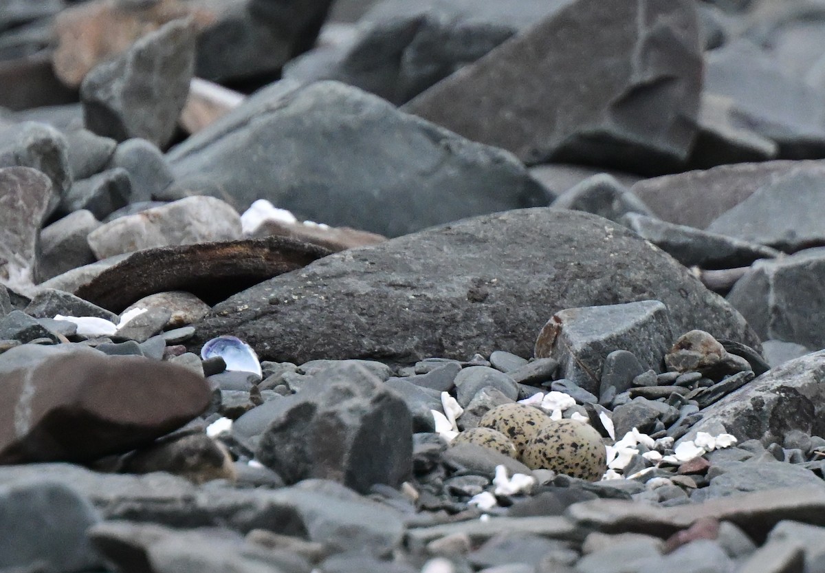 Common Ringed Plover - ML637990005