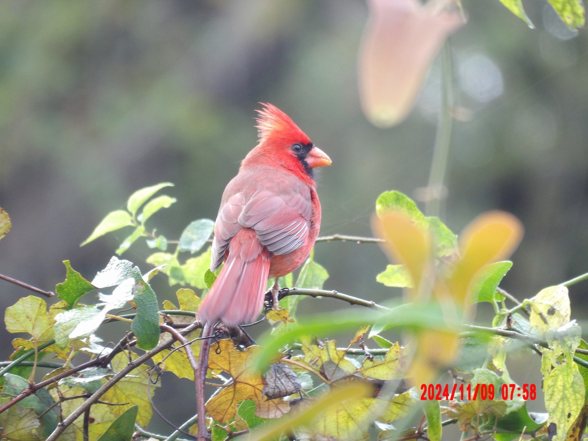 Northern Cardinal - ML637990010