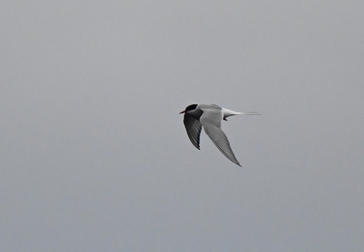 Arctic Tern - ML637990013