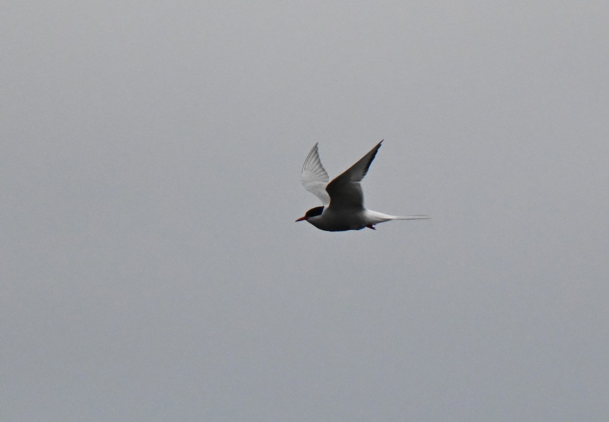 Arctic Tern - ML637990014
