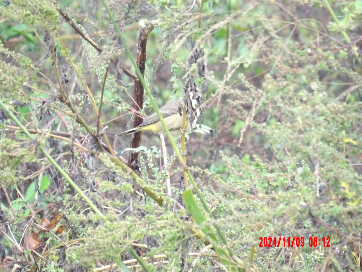 Palm Warbler - ML637990017