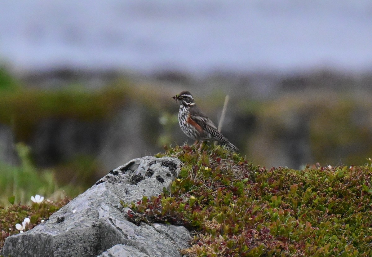 Redwing - ML637990018