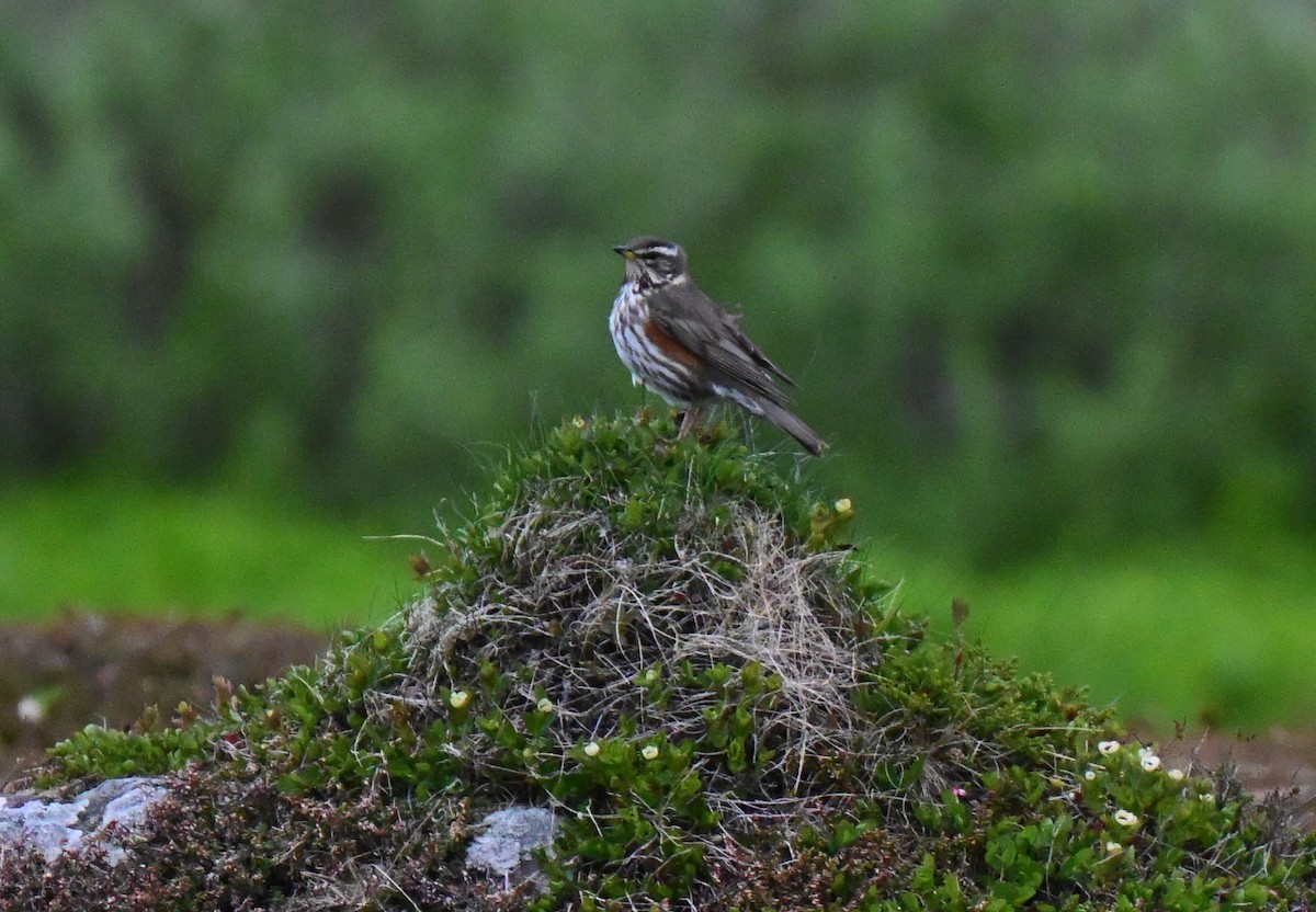 Redwing - ML637990019