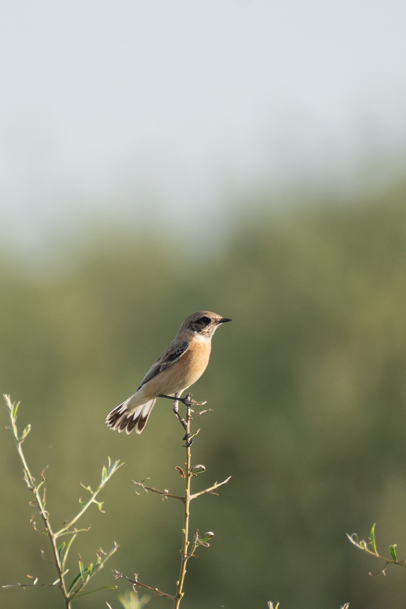 Siberian Stonechat (Caspian) - ML637990026