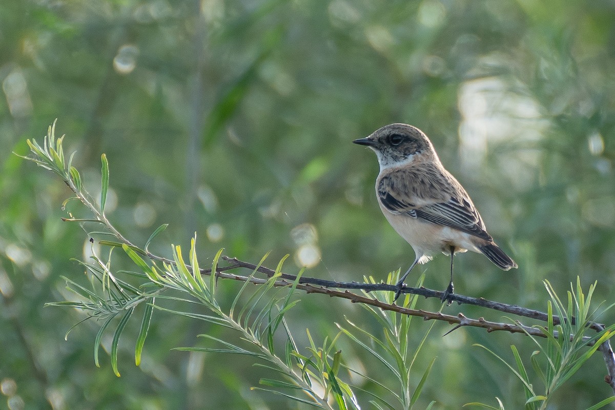 Siberian Stonechat (Caspian) - ML637990027