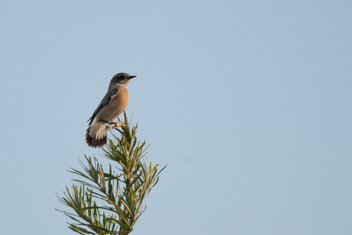 Siberian Stonechat (Caspian) - ML637990028