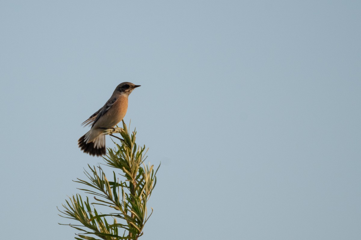 Siberian Stonechat (Caspian) - ML637990029