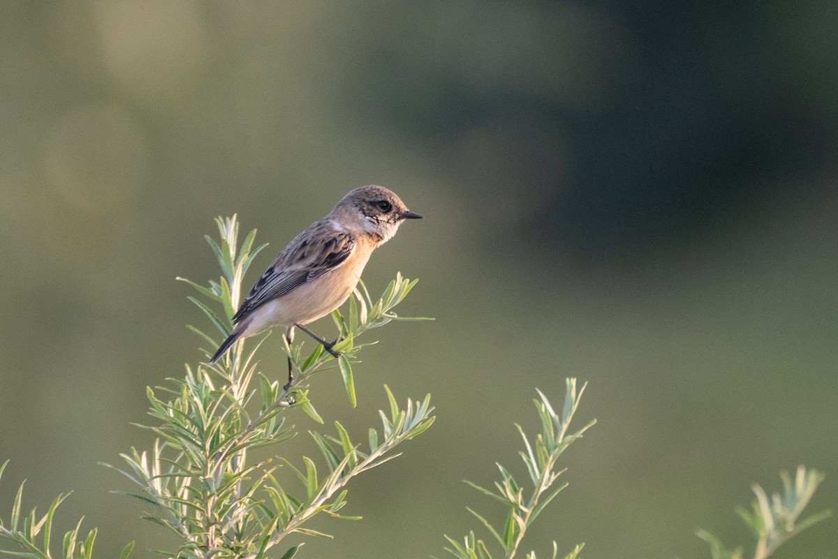 Siberian Stonechat (Caspian) - ML637990031