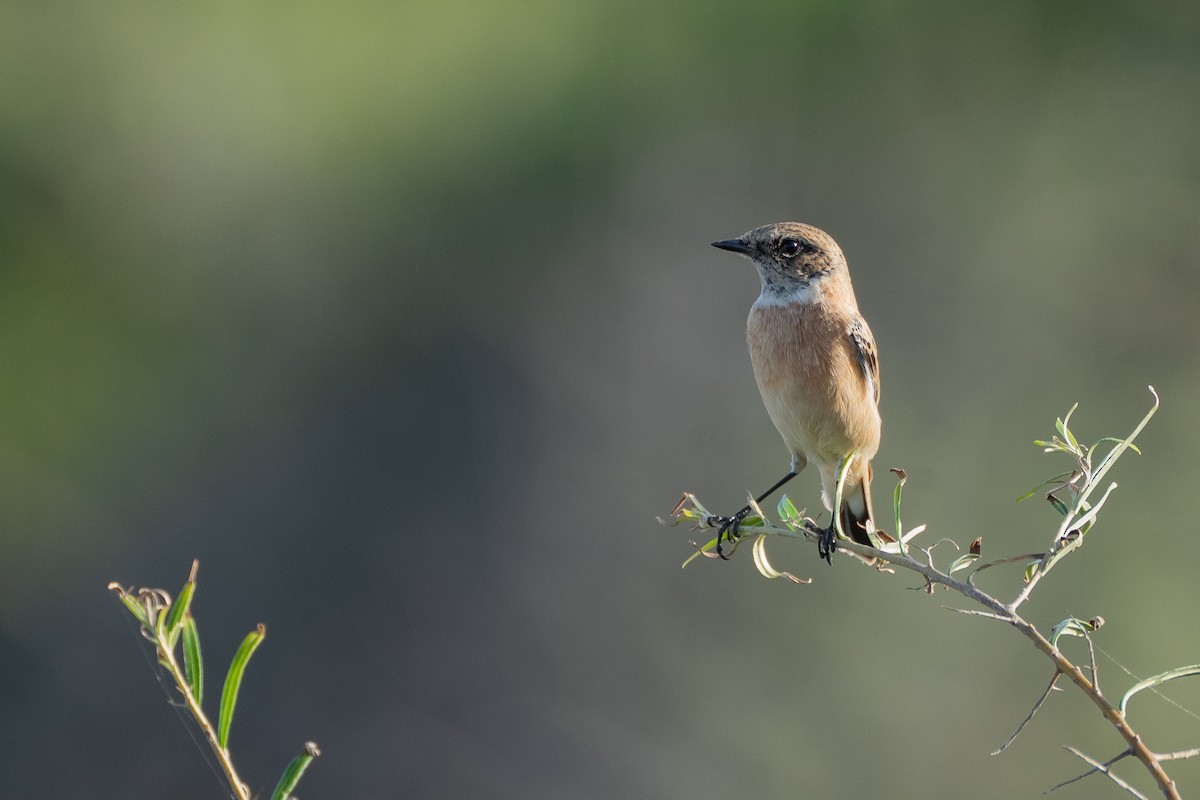 Siberian Stonechat (Caspian) - ML637990033