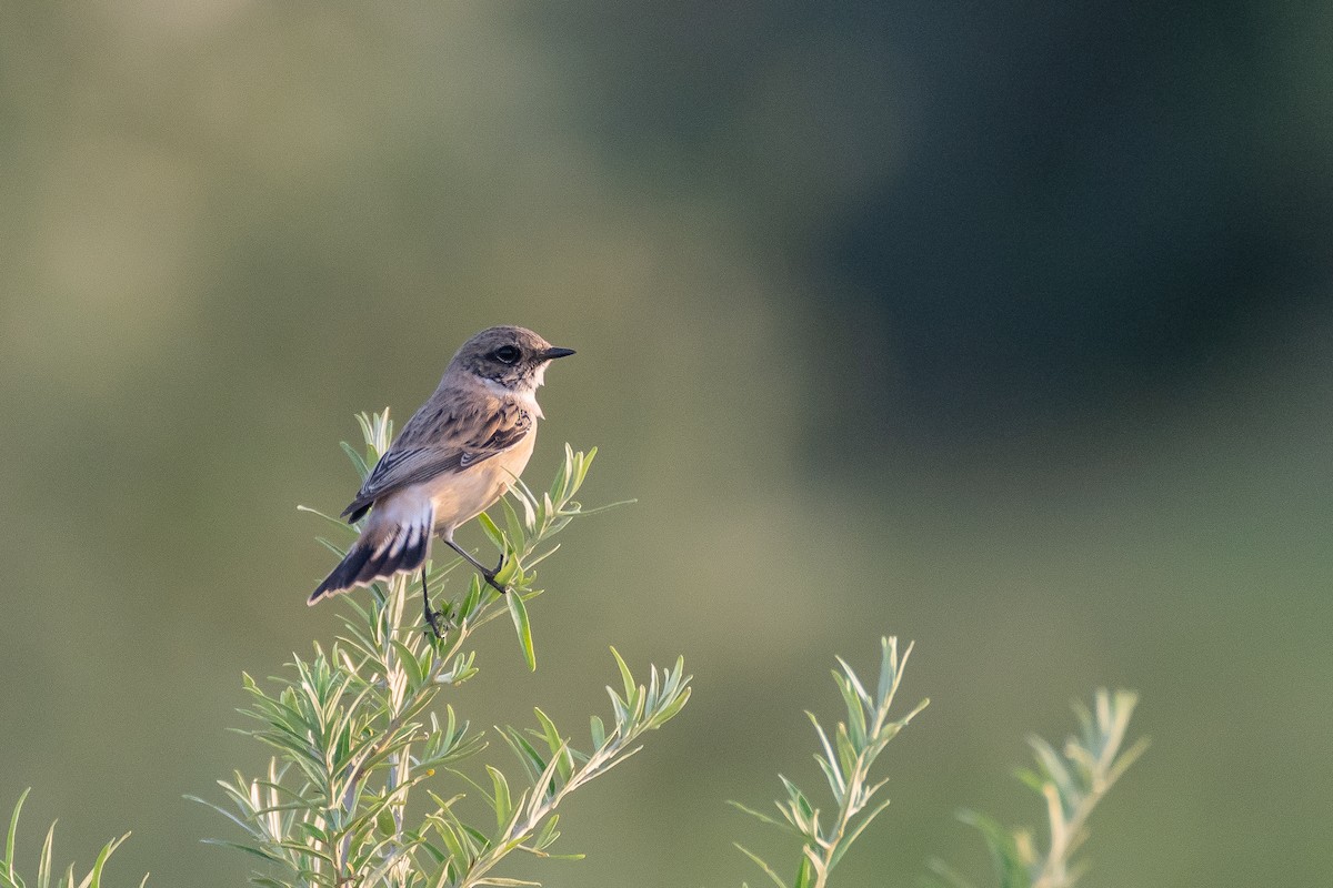Siberian Stonechat (Caspian) - ML637990034