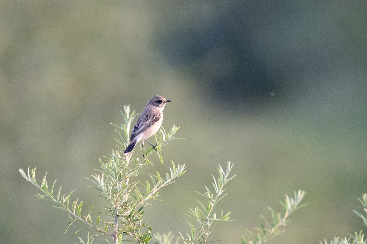 Siberian Stonechat (Caspian) - ML637990036