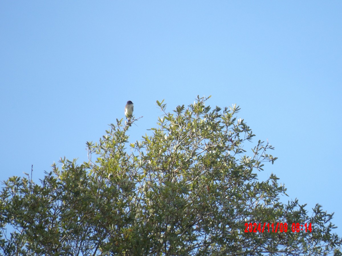 Eastern Phoebe - ML637990038