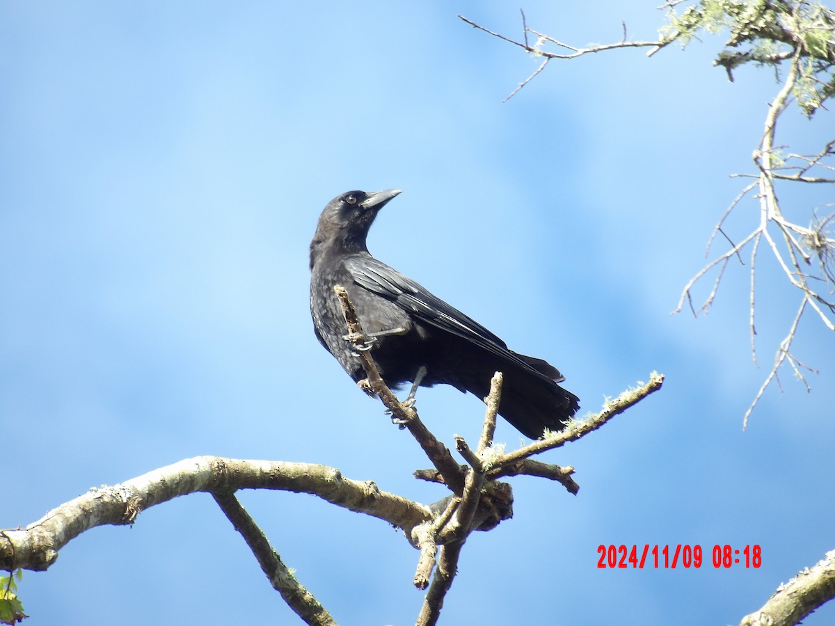 American Crow - ML637990044