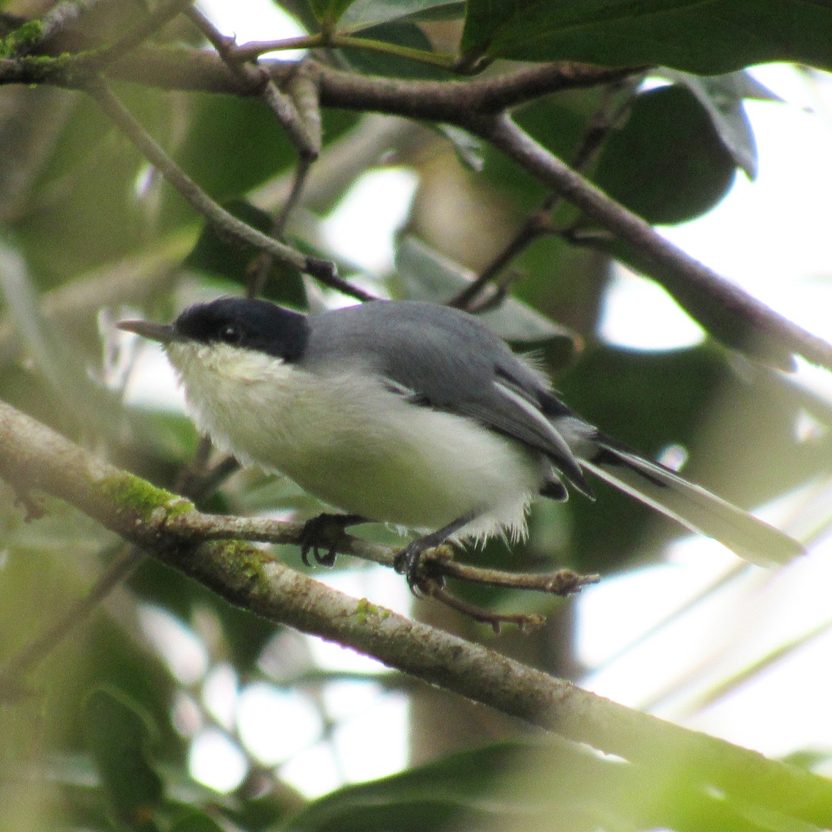 Tropical Gnatcatcher - ML637990047