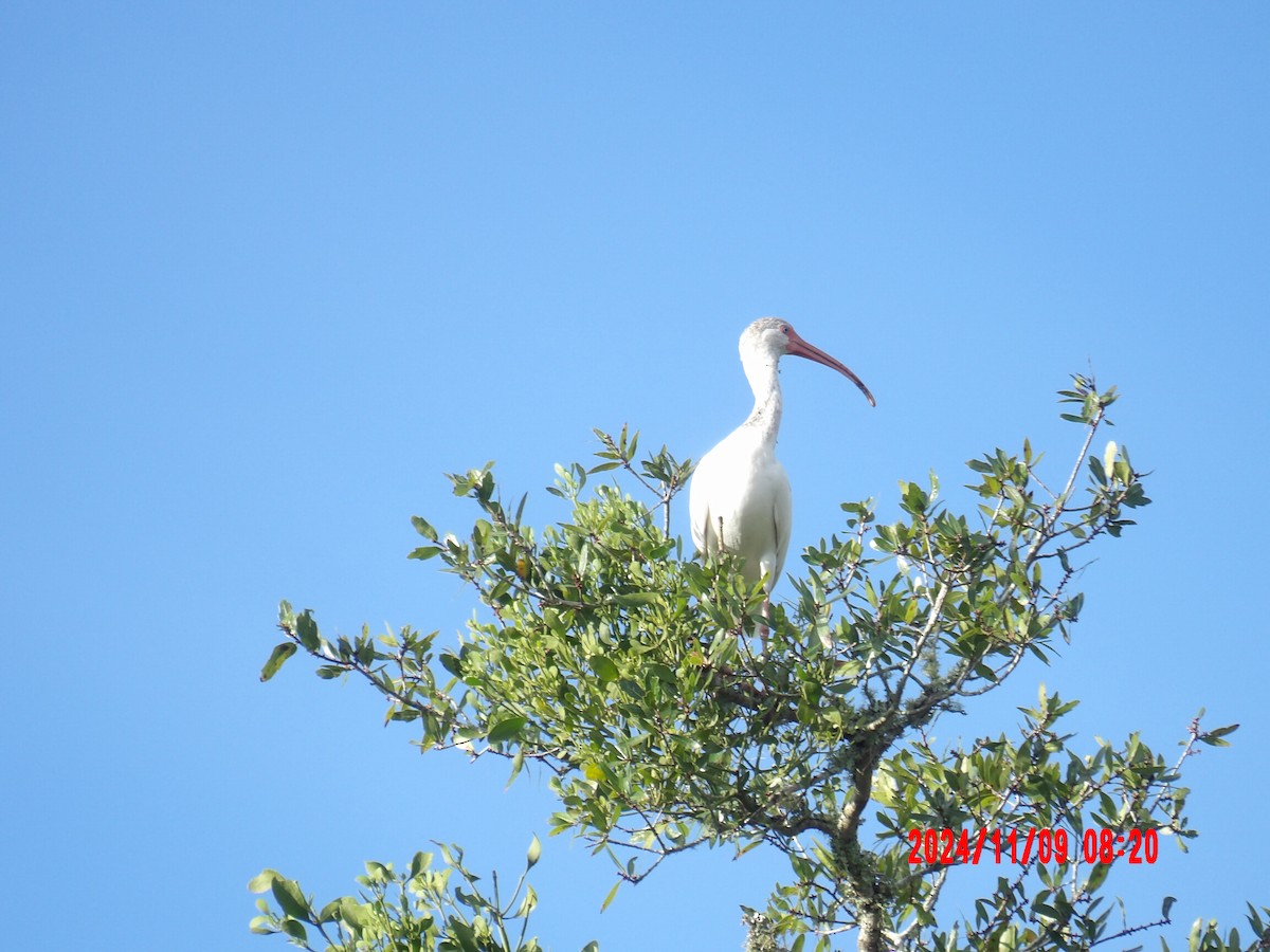 White Ibis - ML637990049