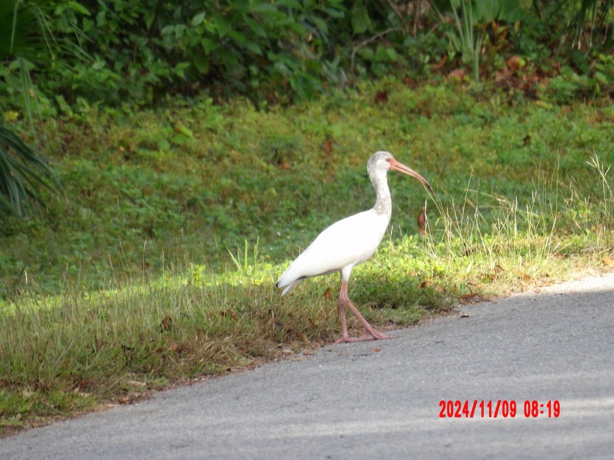 White Ibis - ML637990050