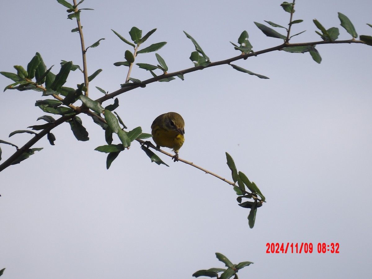 Prairie Warbler - ML637990084