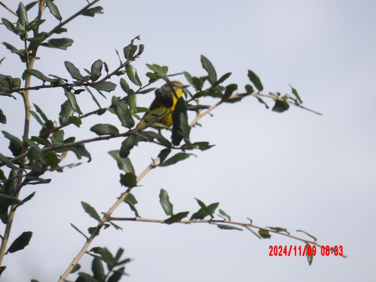 Prairie Warbler - ML637990085