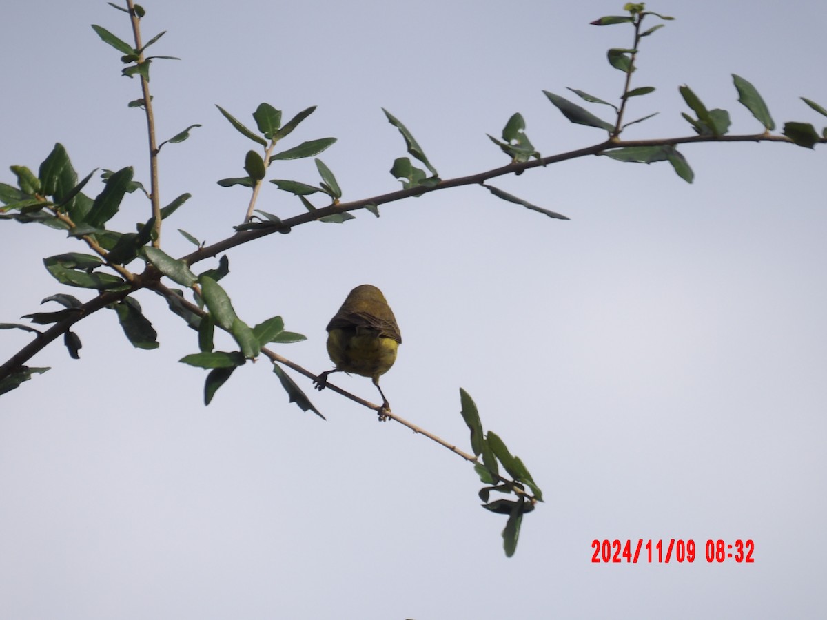 Prairie Warbler - ML637990086